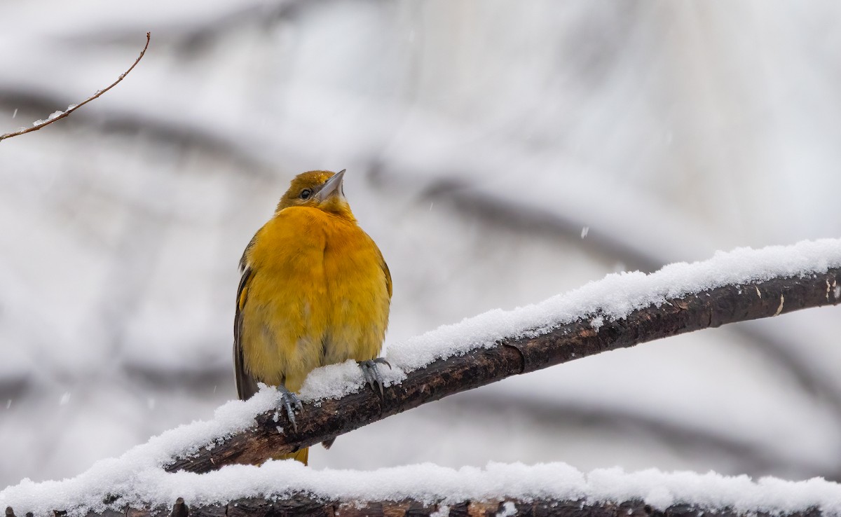 Baltimore Oriole - ML646918741