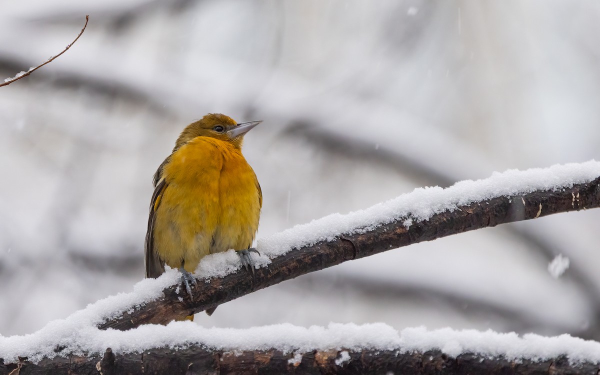 Baltimore Oriole - ML646918742