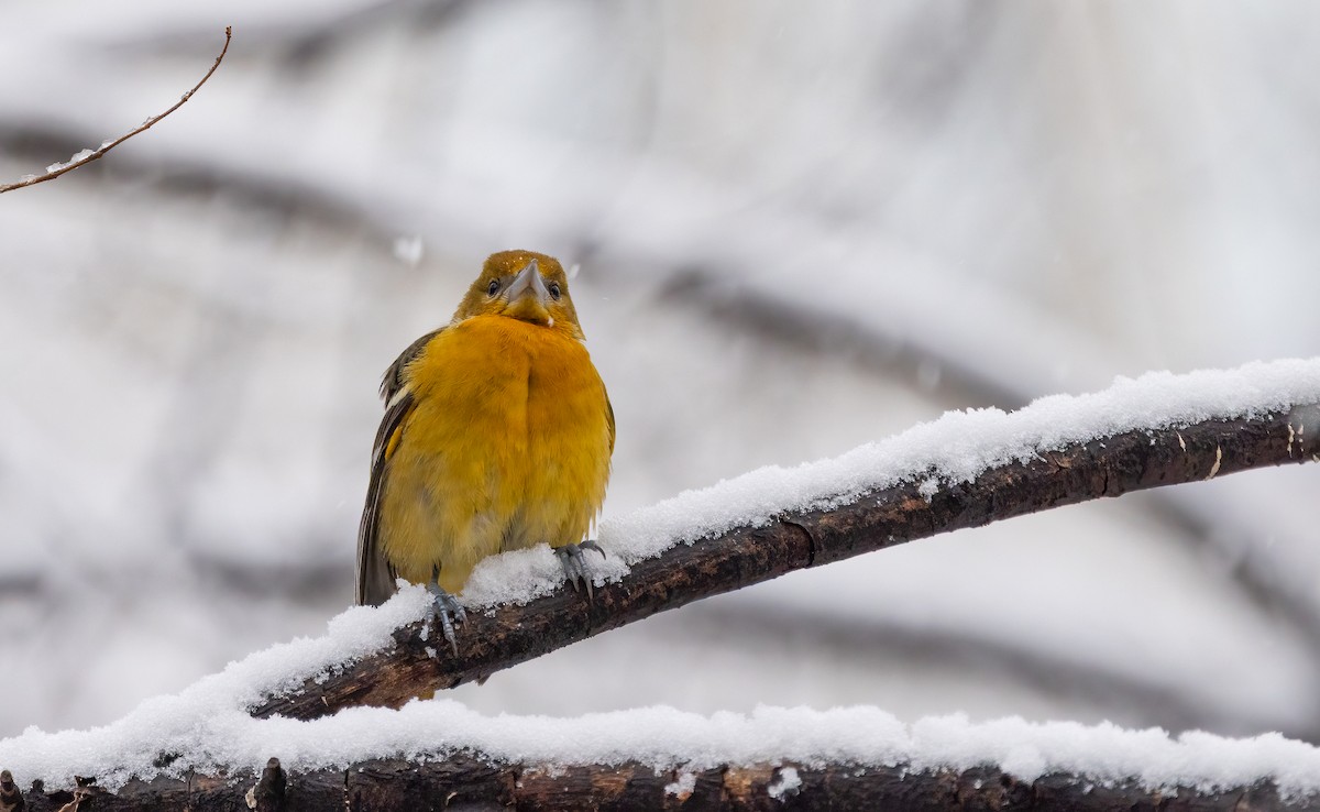 Baltimore Oriole - ML646918743