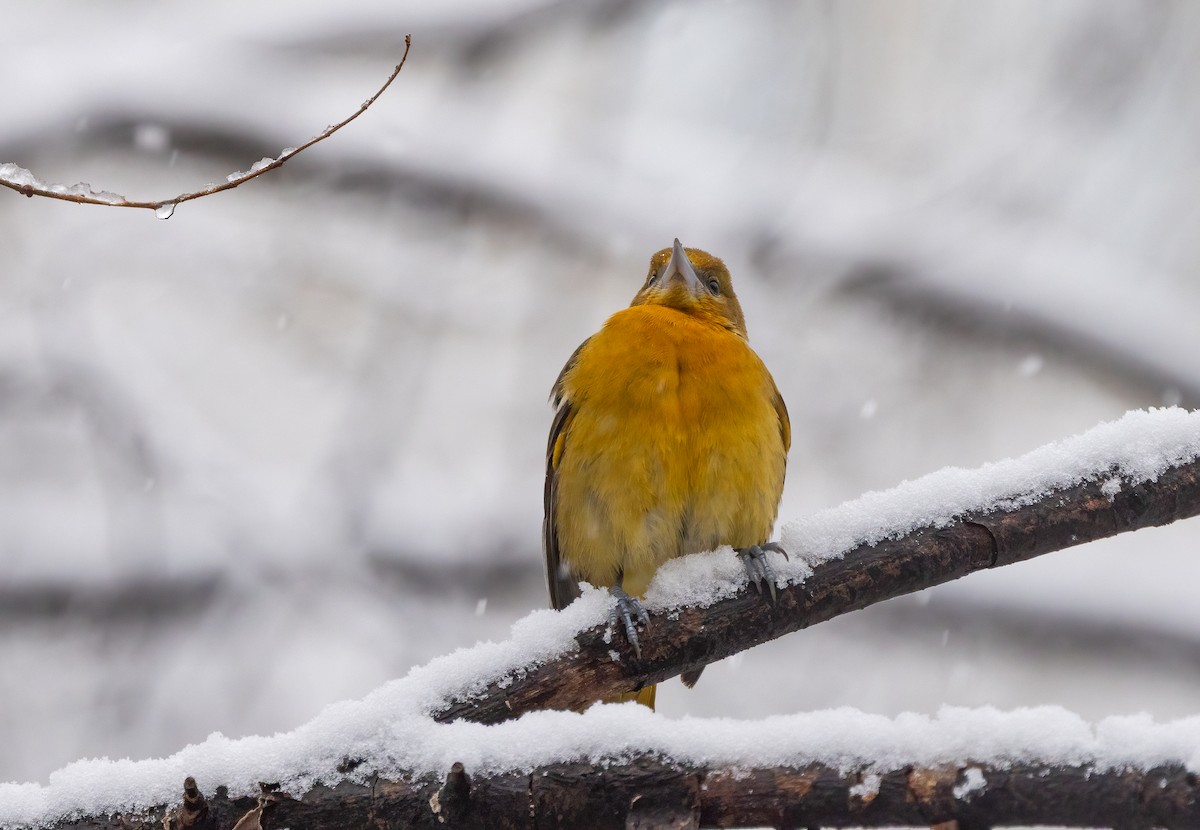 Baltimore Oriole - ML646918744