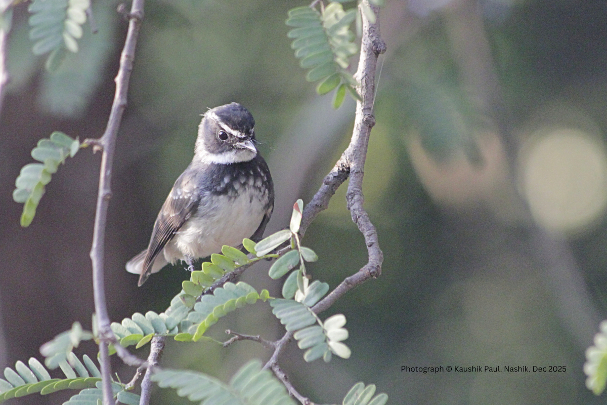 Spot-breasted Fantail - ML646918749