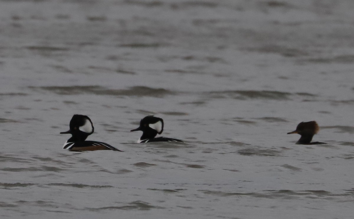 Hooded Merganser - ML646918750