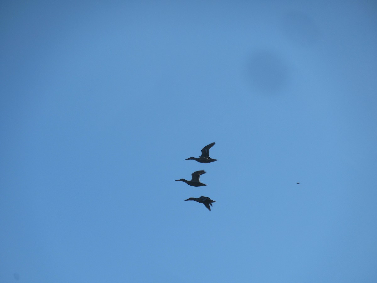 Northern Shoveler - ML646918751