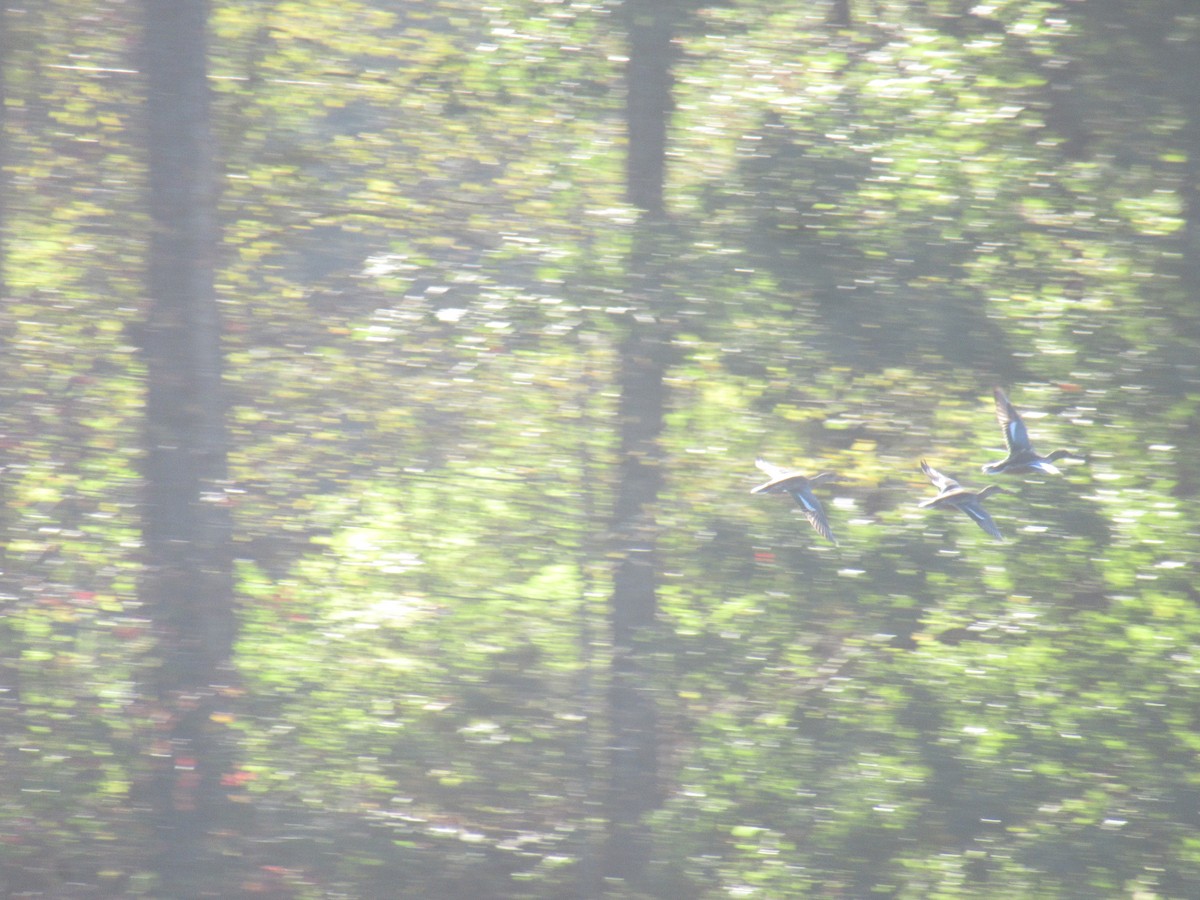 Northern Shoveler - ML646918752