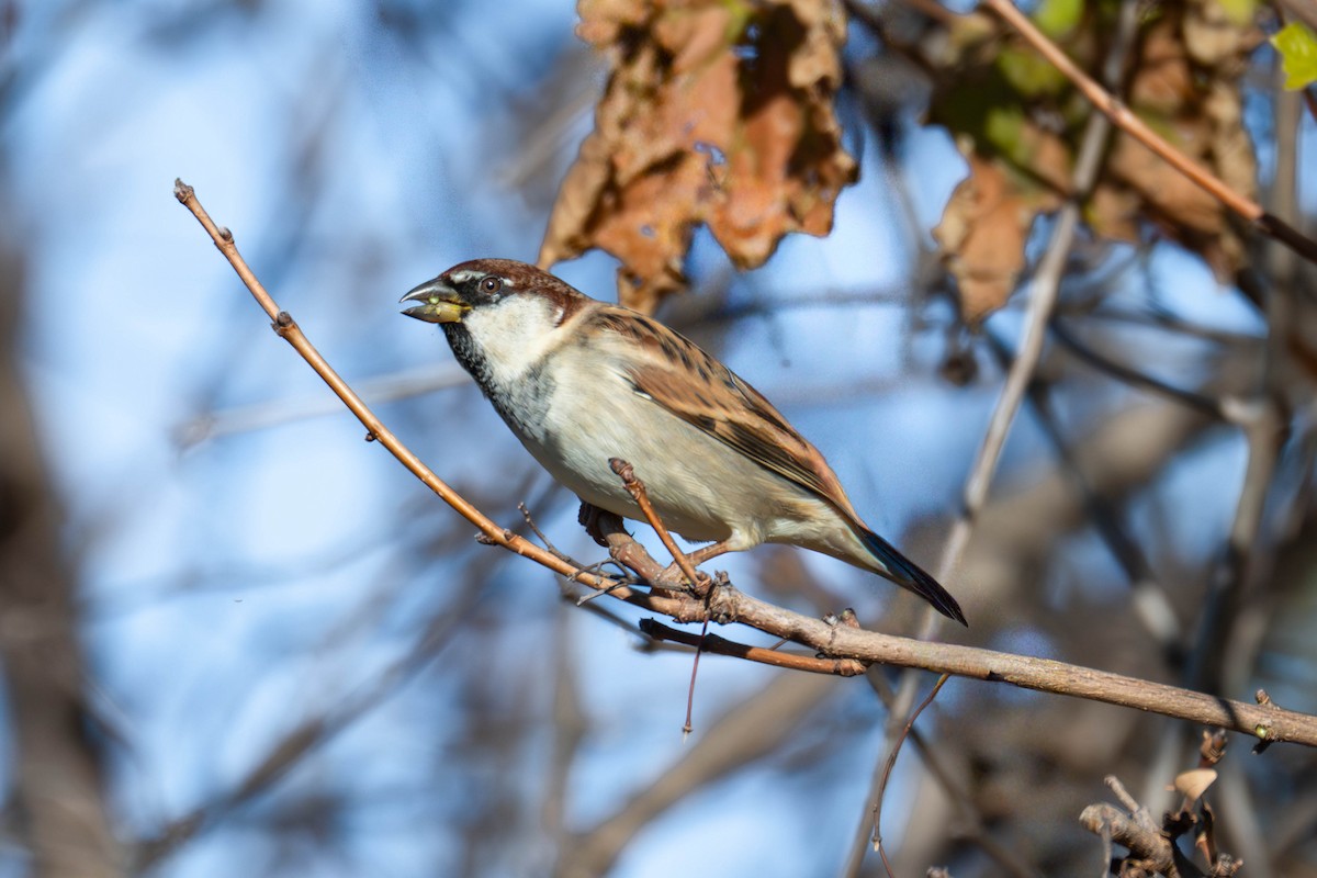 Italian Sparrow - ML646918753