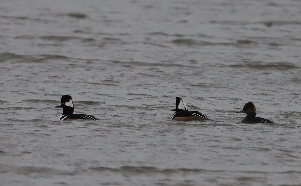 Hooded Merganser - ML646918759