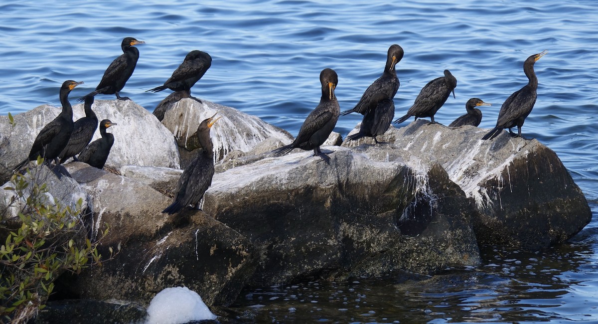 Double-crested Cormorant - ML646918761