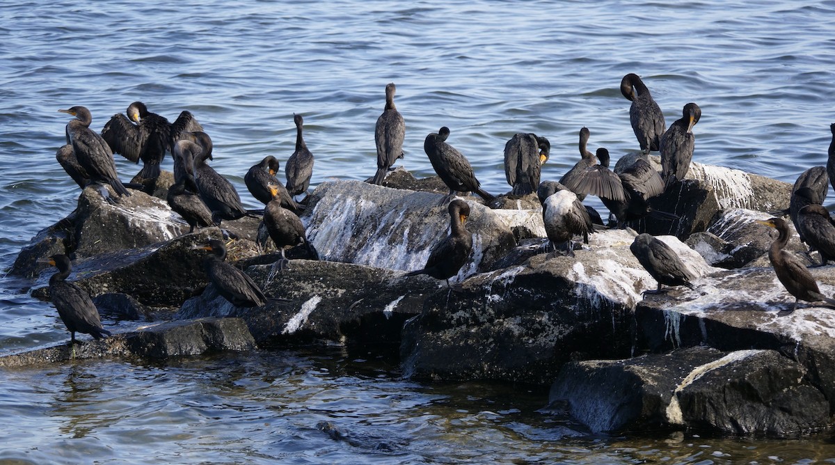Double-crested Cormorant - ML646918762