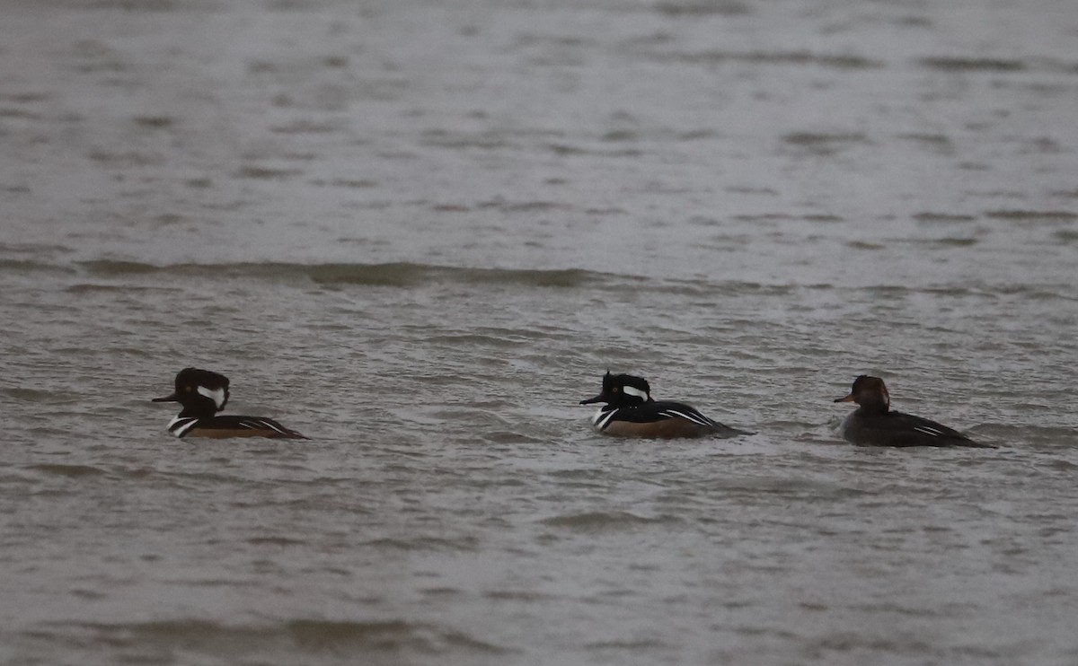 Hooded Merganser - ML646918763
