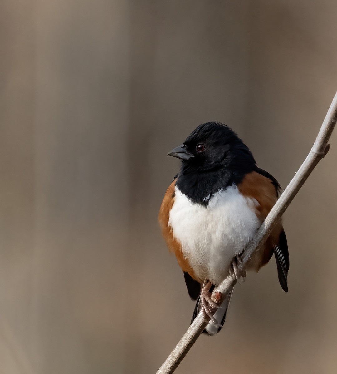 rødsidetovi - ML646918764