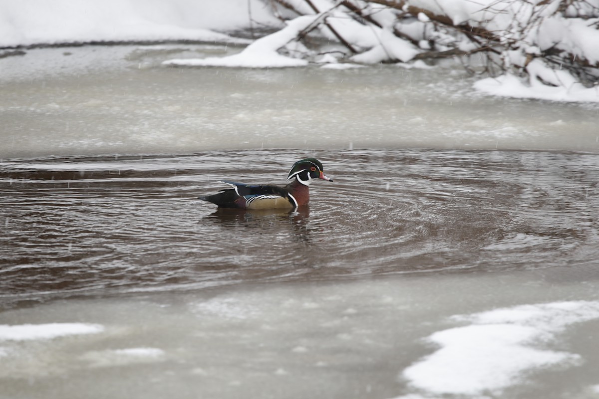 מנדרין אמריקני - ML646918772