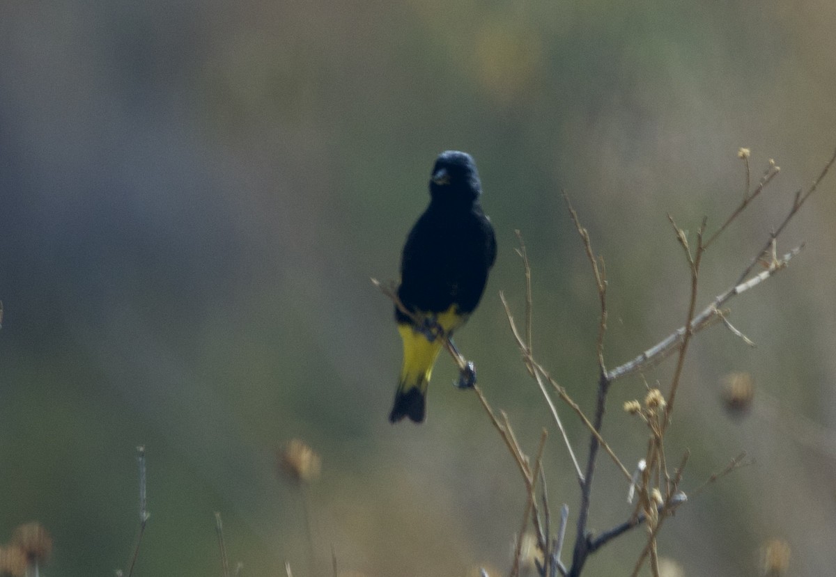 Black Siskin - ML646918773