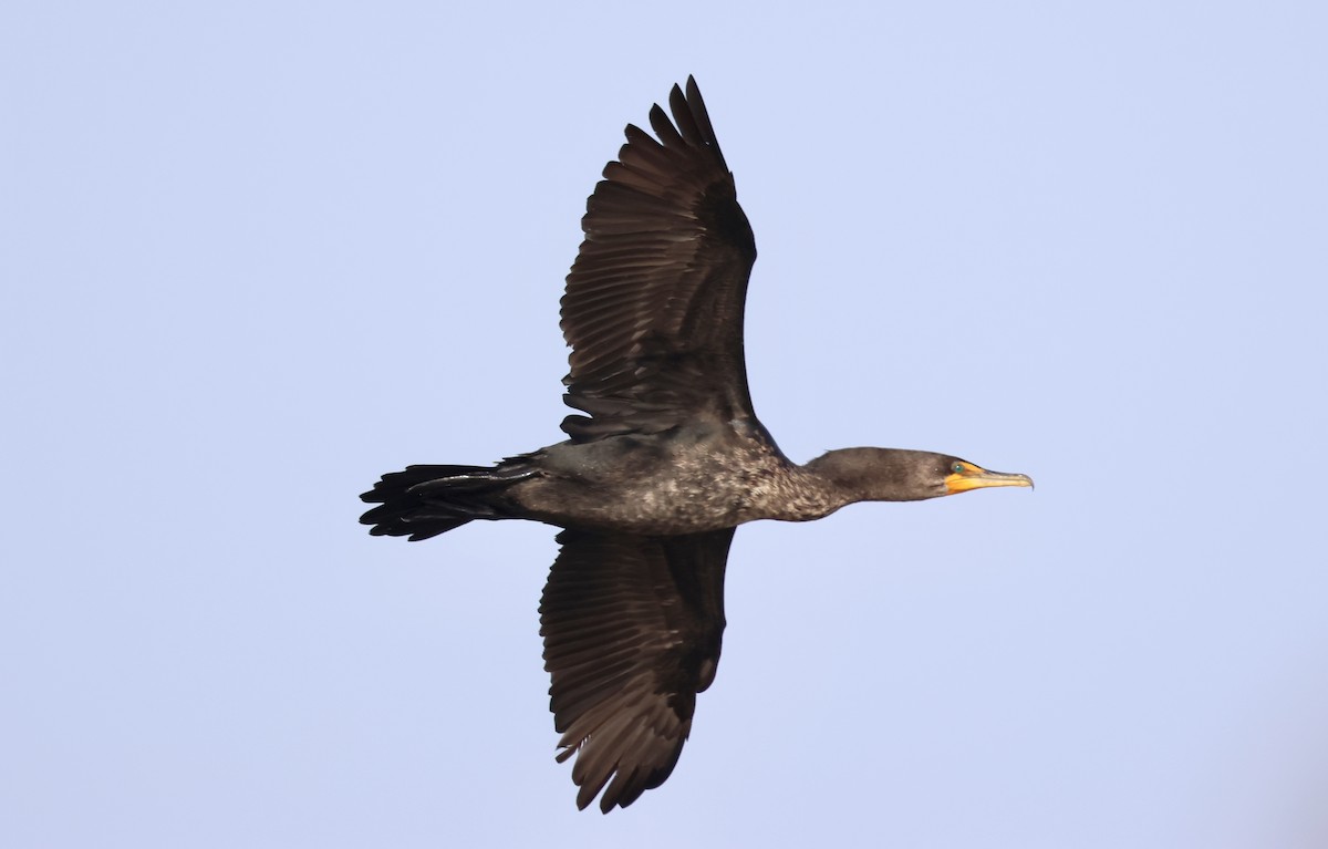 Kulaklı Karabatak - ML646918774