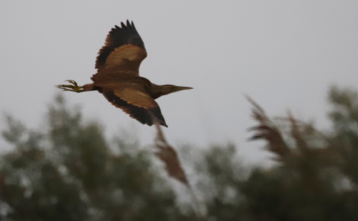 American Bittern - ML646918775