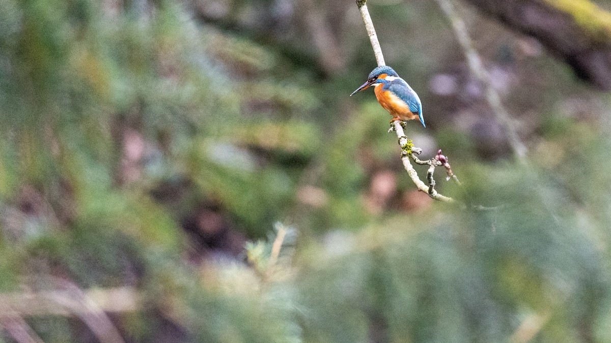 Martín Pescador Común - ML646918778