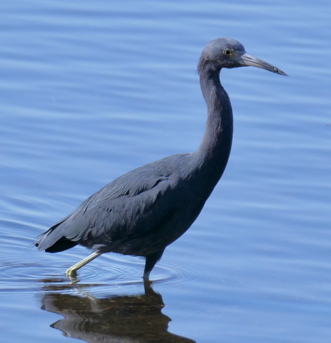 Little Blue Heron - ML646918783