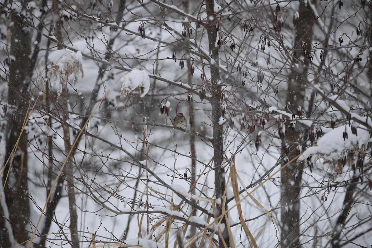 American Tree Sparrow - ML646918786