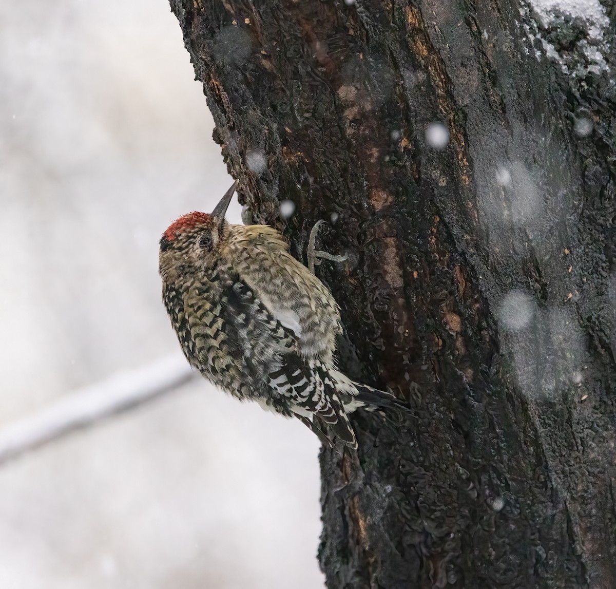Yellow-bellied Sapsucker - ML646918787
