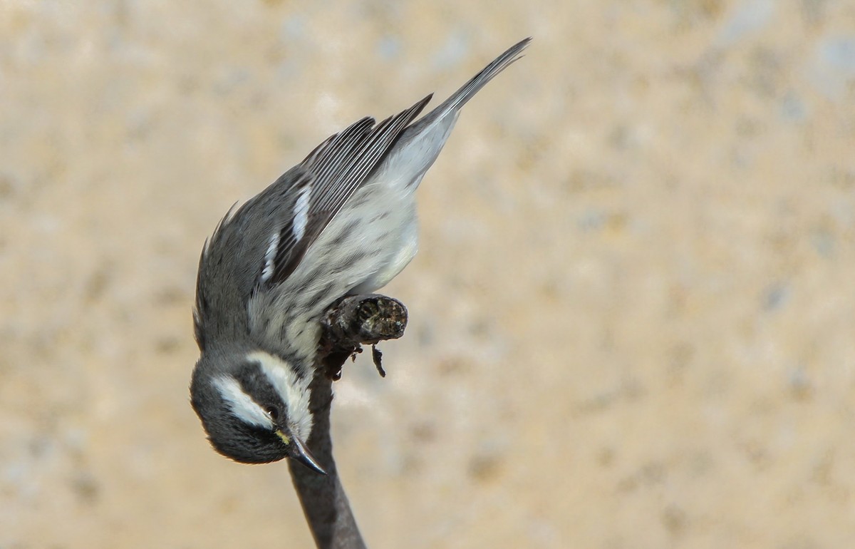 Траурная древесница - ML646918796