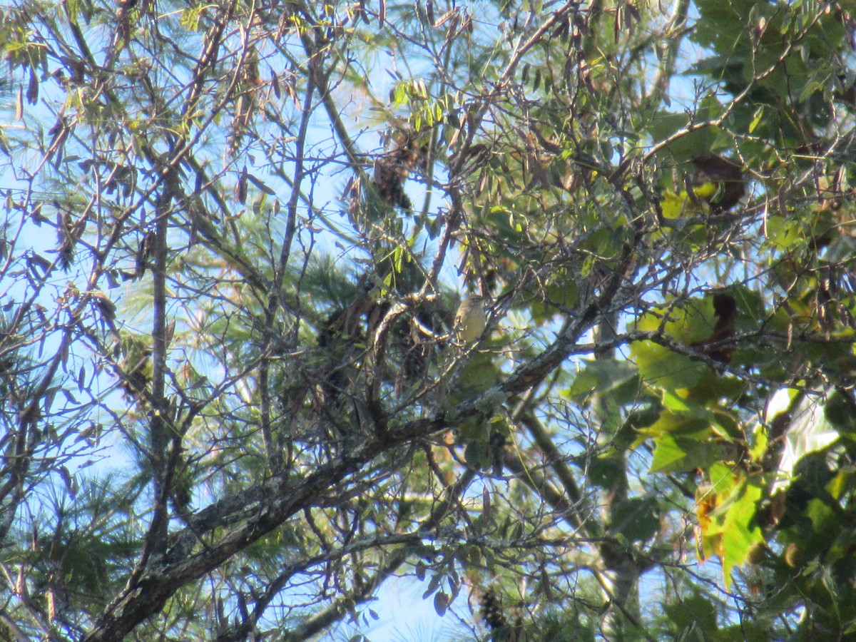 Palm Warbler - ML646918804