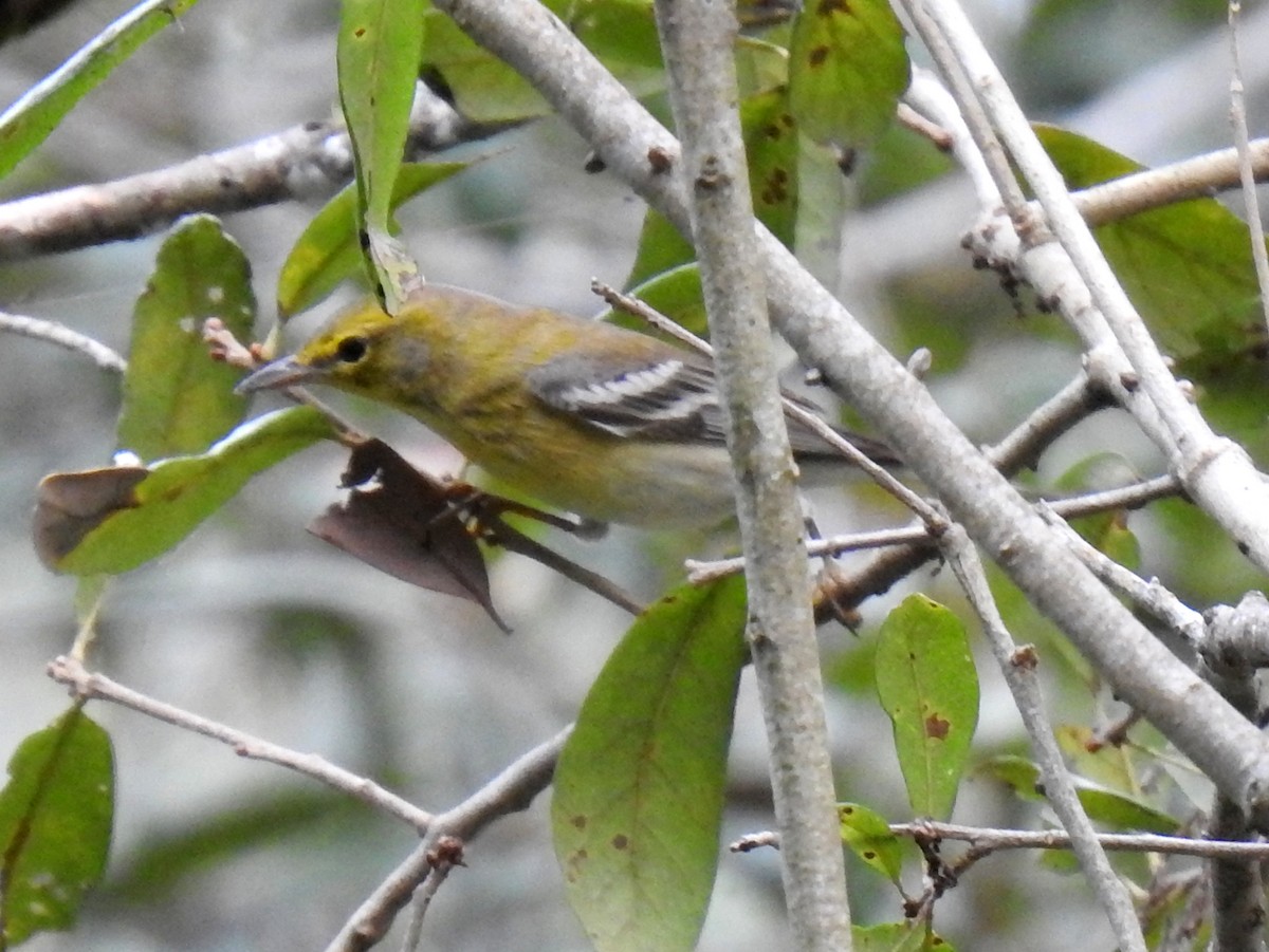 Pine Warbler - ML646918815