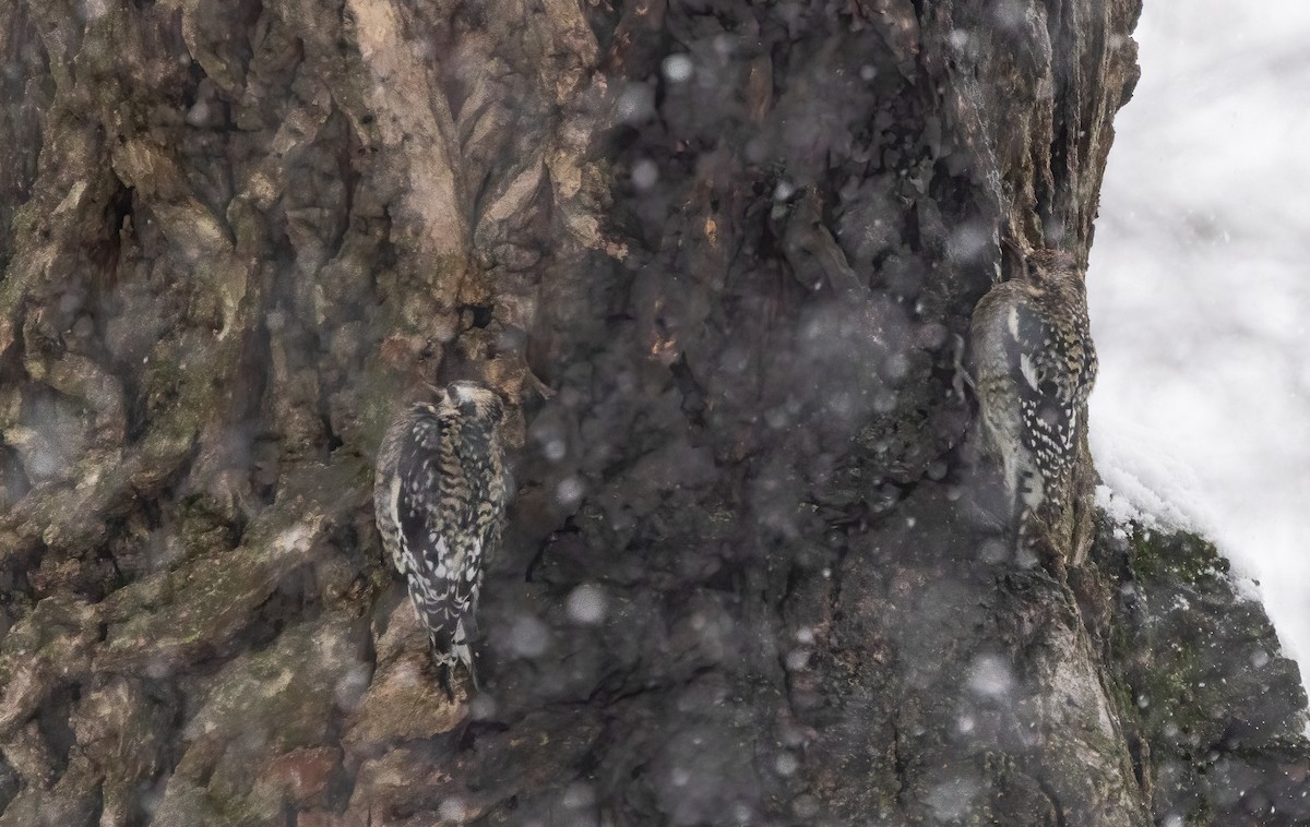 Yellow-bellied Sapsucker - ML646918817