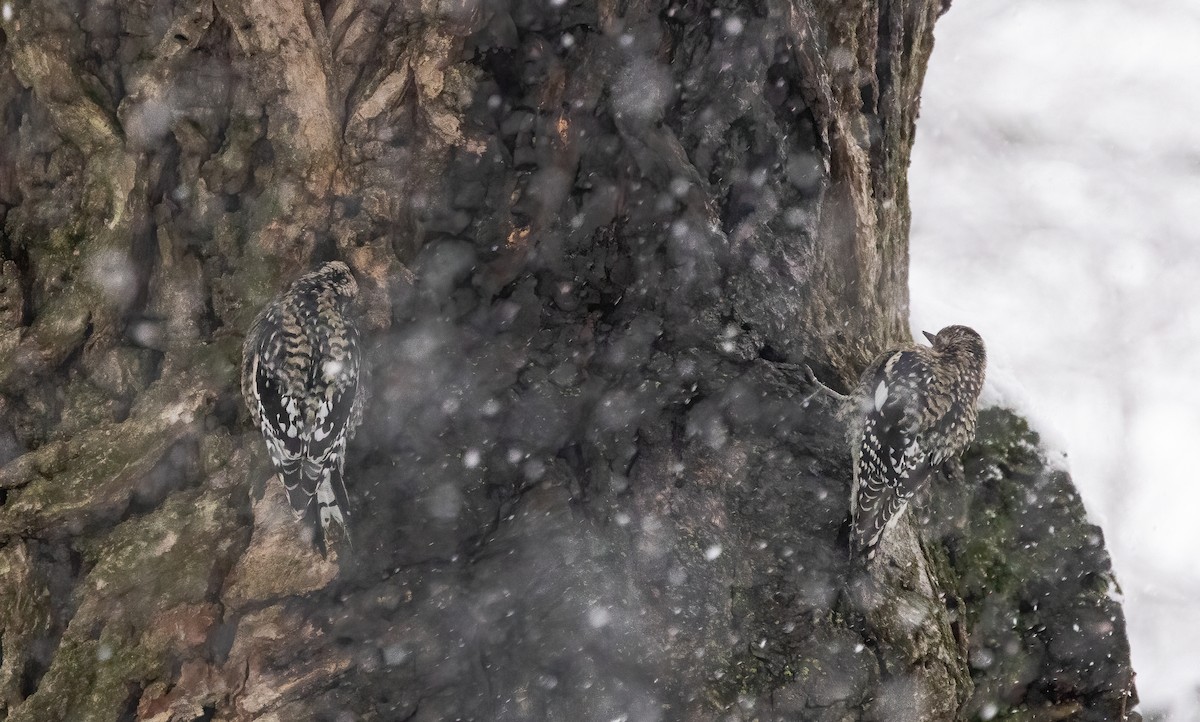 Yellow-bellied Sapsucker - ML646918818