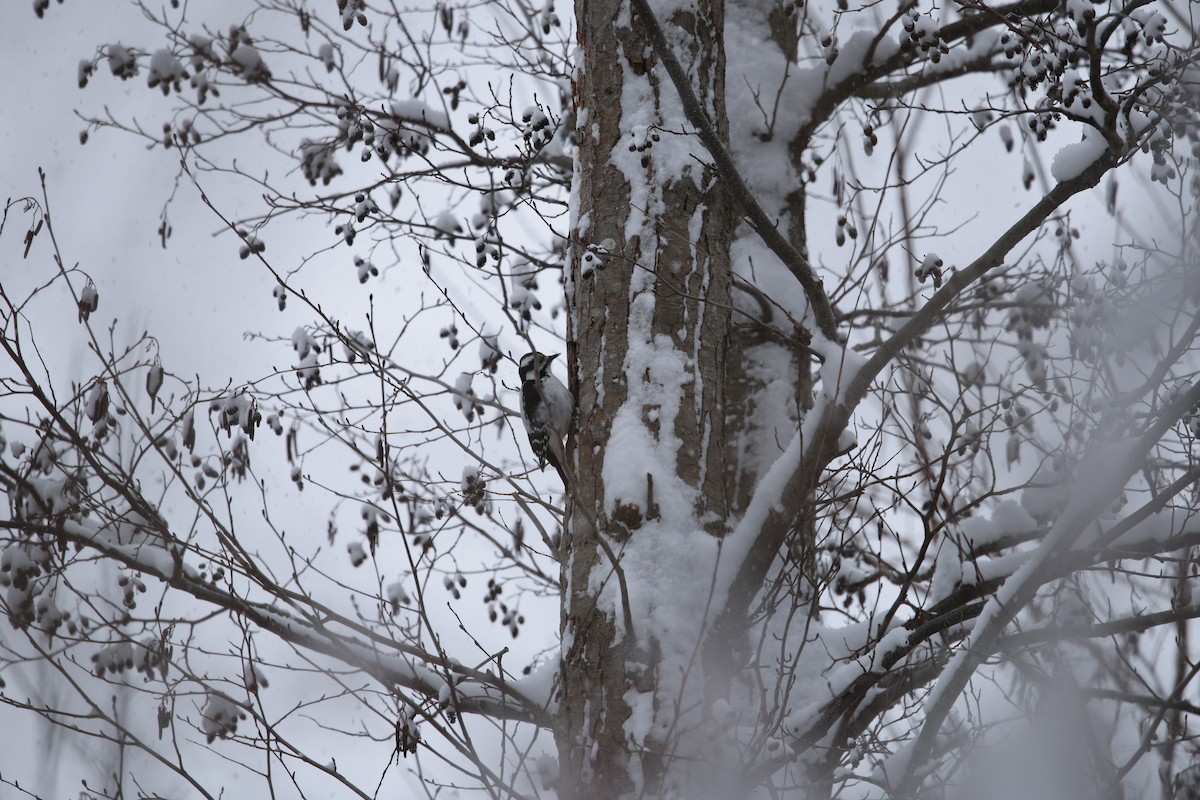Hairy Woodpecker - ML646918821