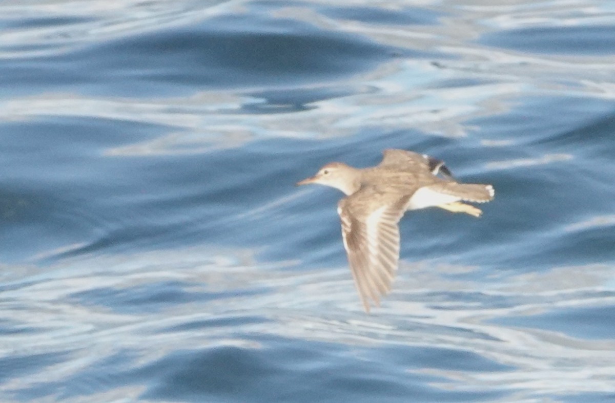 Spotted Sandpiper - ML646918822