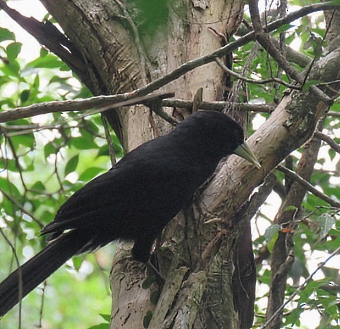 Solitary Black Cacique - ML646918826