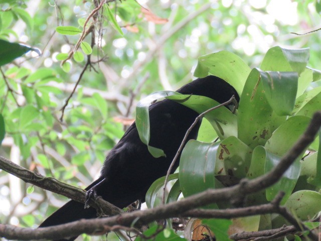Solitary Black Cacique - ML646918827