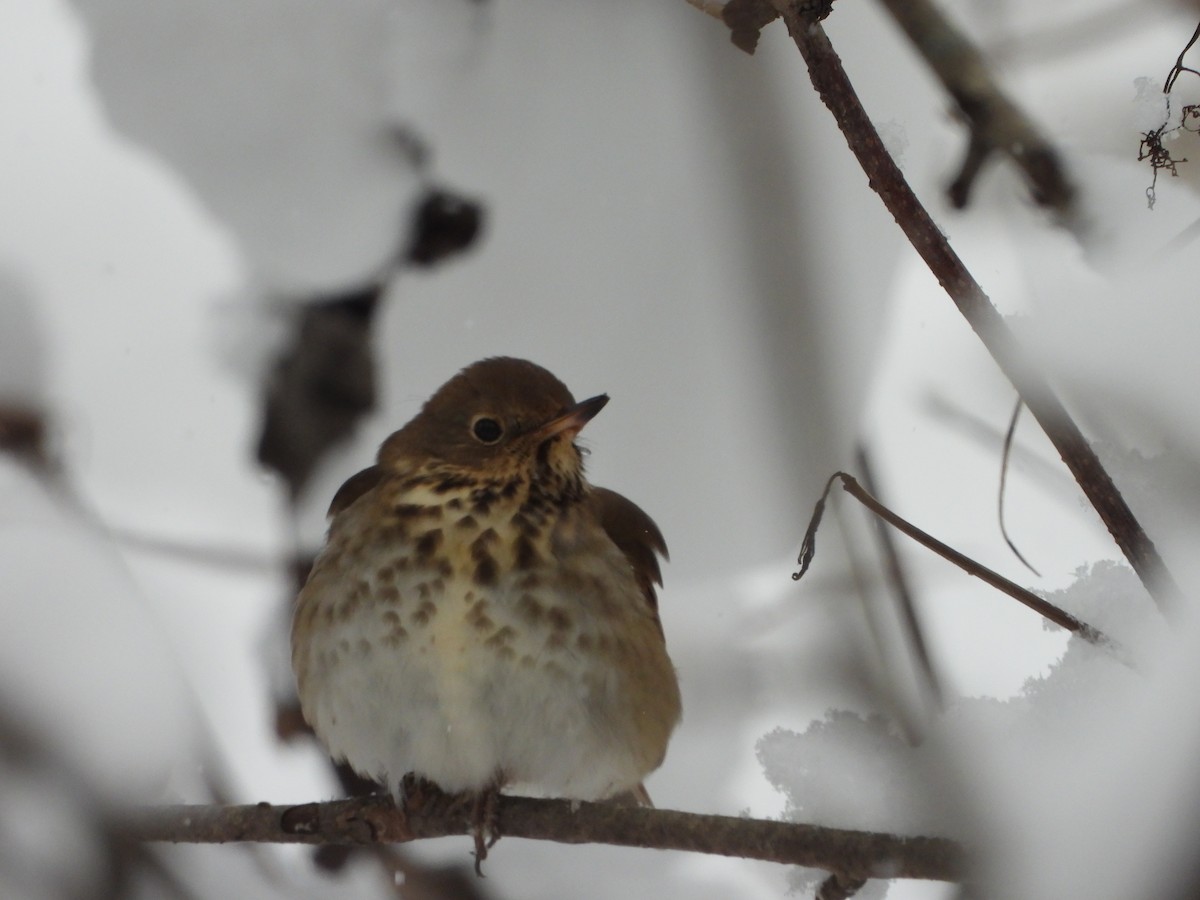 Zorzalito Colirrufo - ML646918828