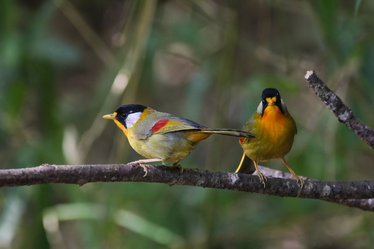 Silver-eared Mesia - ML646918830