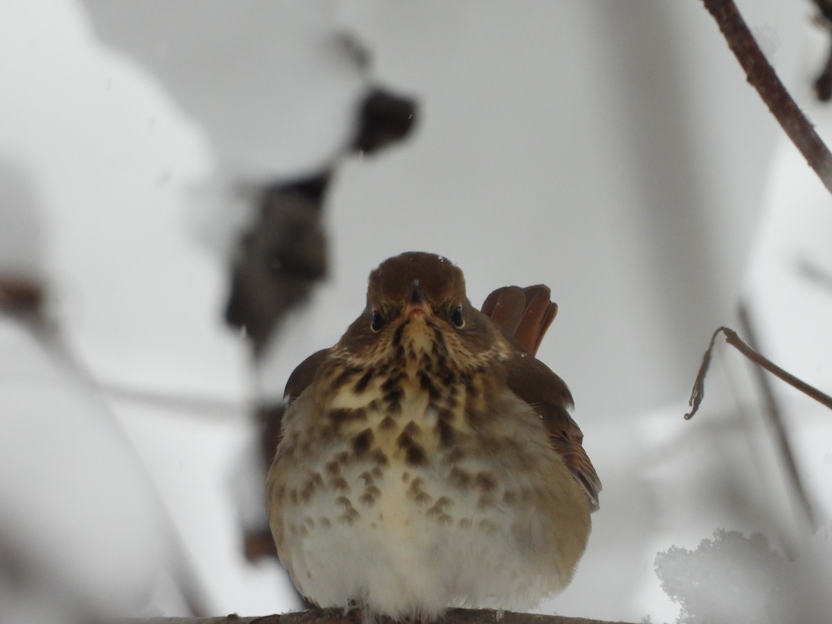 Zorzalito Colirrufo - ML646918835