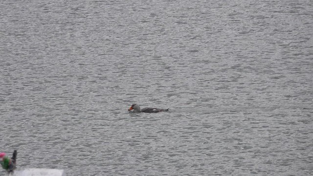 Flightless Steamer-Duck - ML646918837