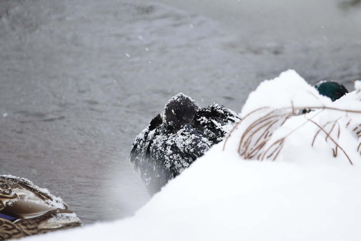 ברכיה - ML646918838