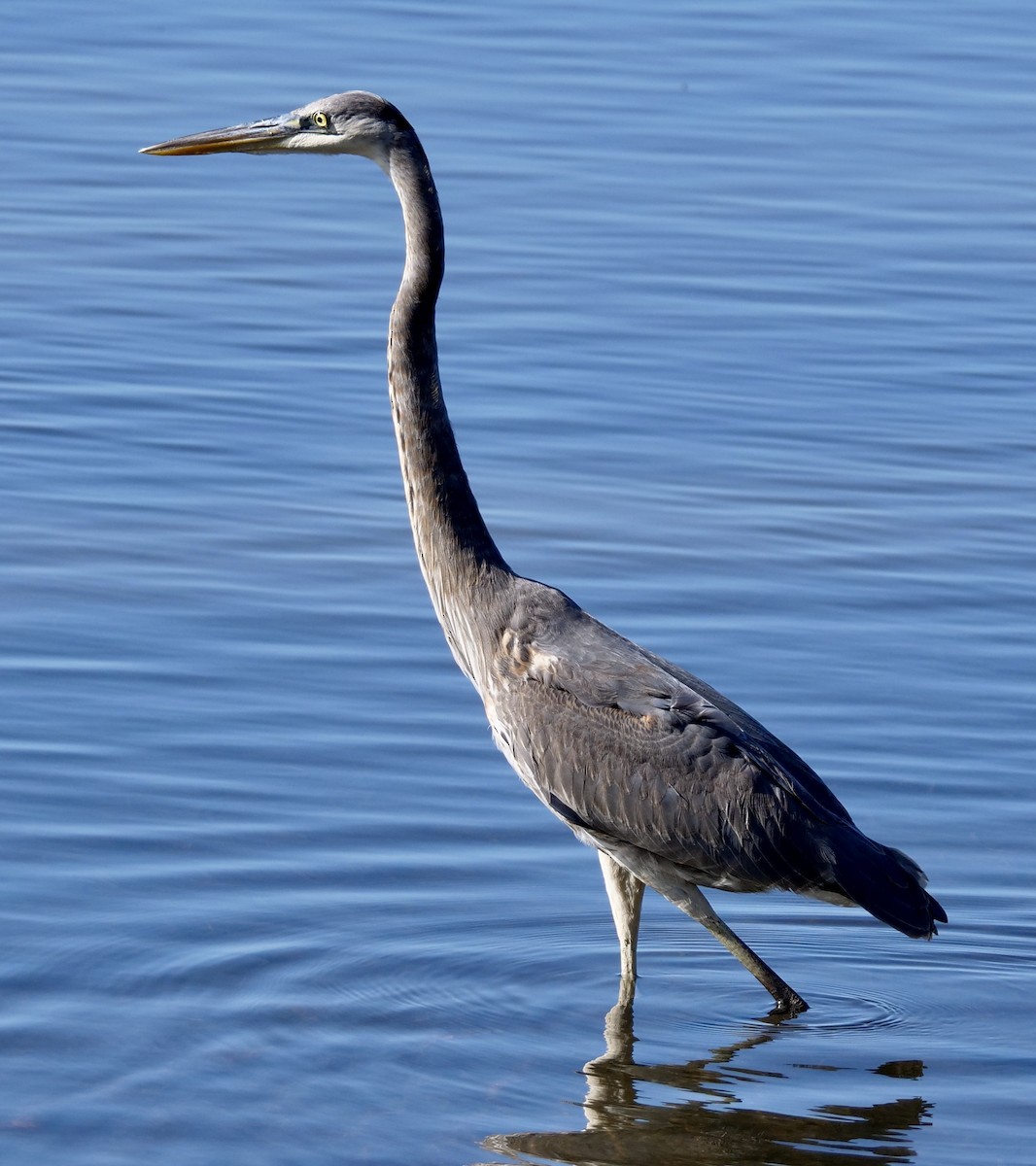 Great Blue Heron - ML646918840