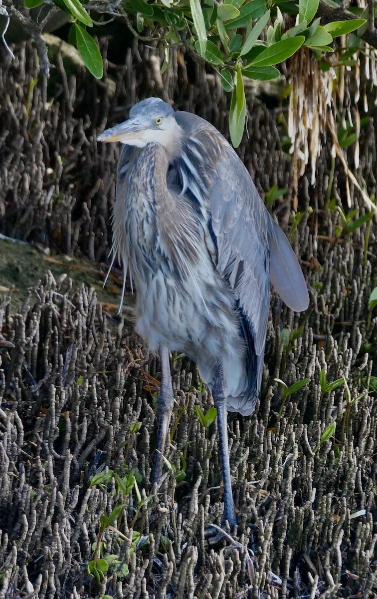 Great Blue Heron - ML646918841