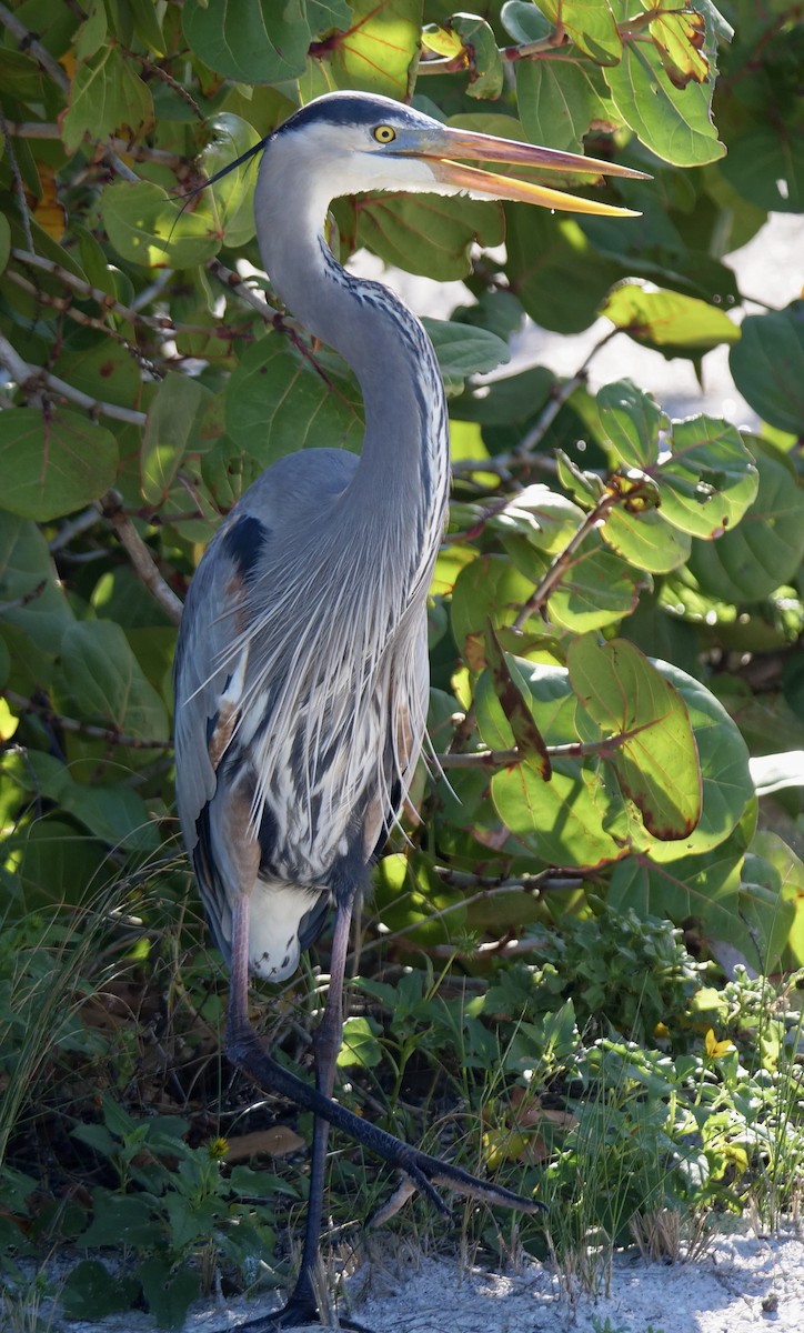 Great Blue Heron - ML646918842