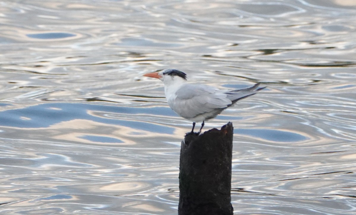 Royal Tern - ML646918843