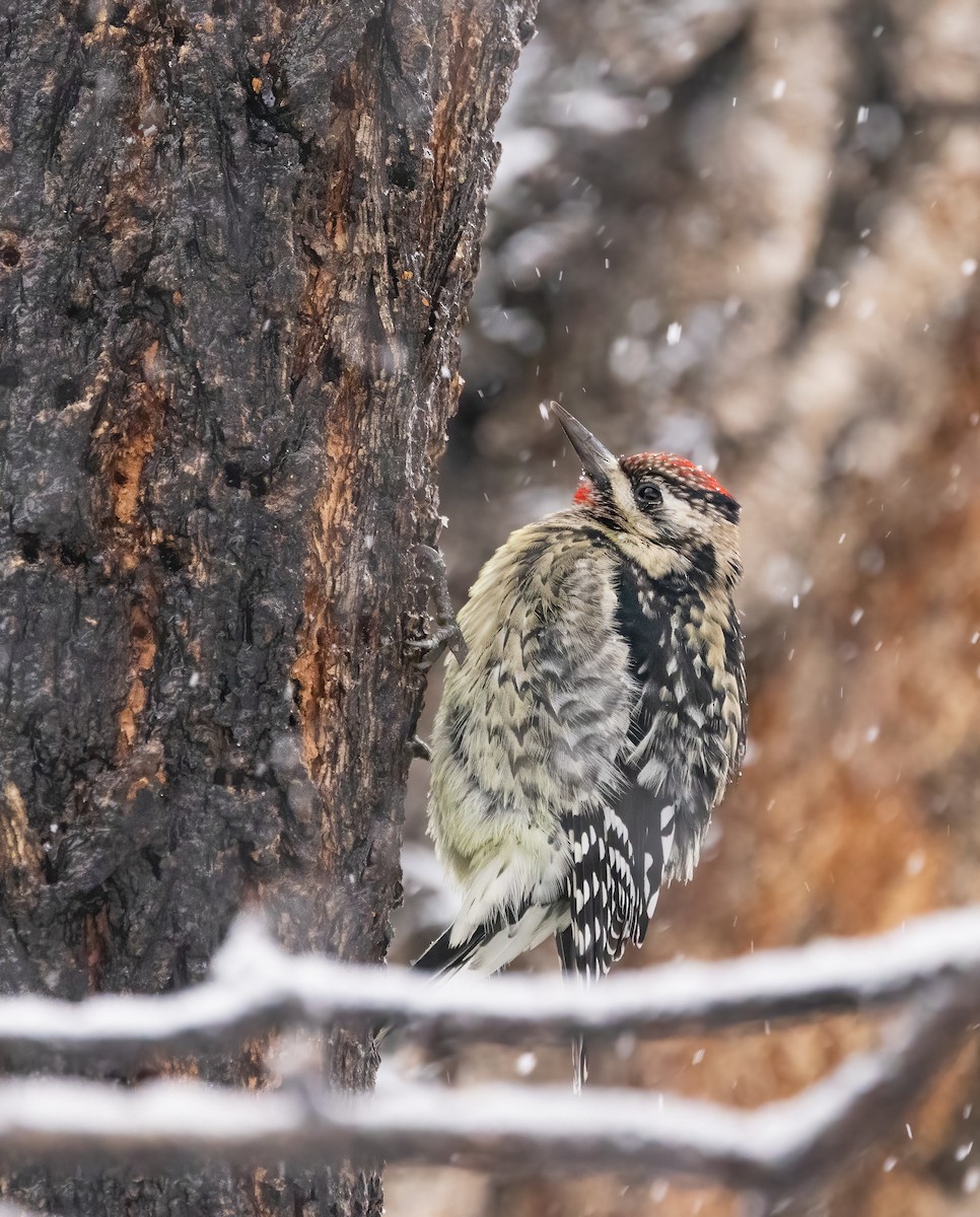 Yellow-bellied Sapsucker - ML646918844