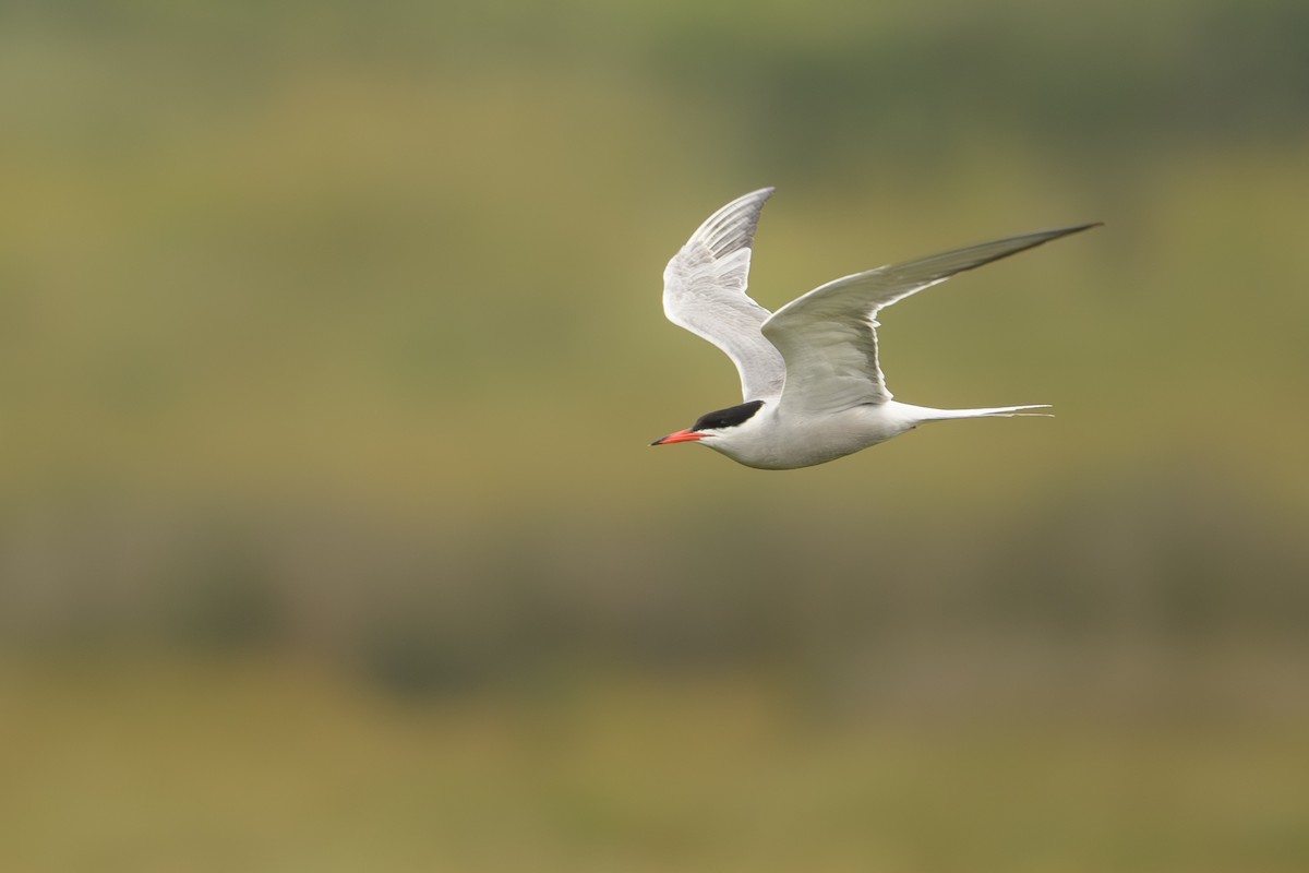 燕鷗 - ML646918847