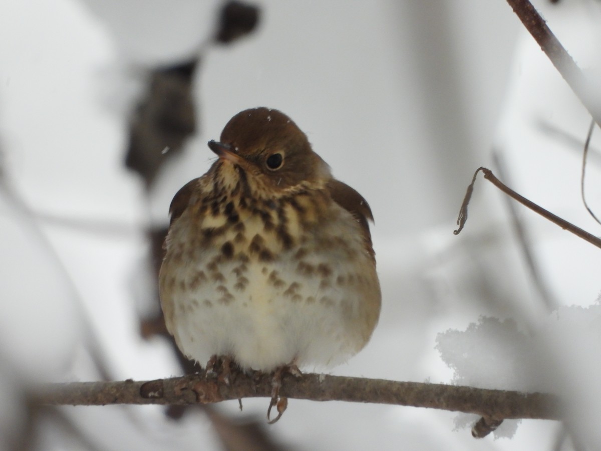 Zorzalito Colirrufo - ML646918848