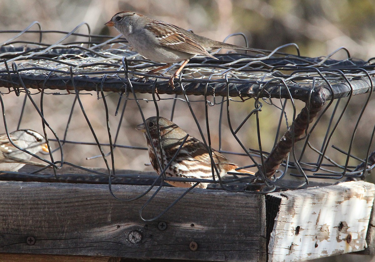 Fox Sparrow - ML646918849