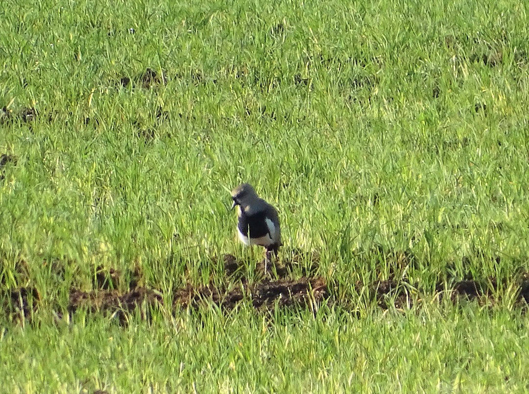 Southern Lapwing - ML646918855