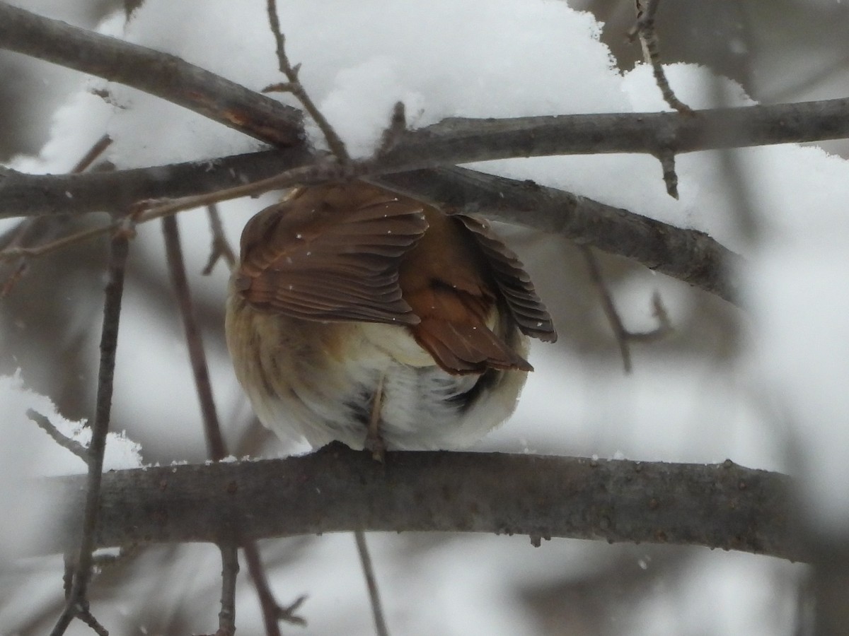 Zorzalito Colirrufo - ML646918857