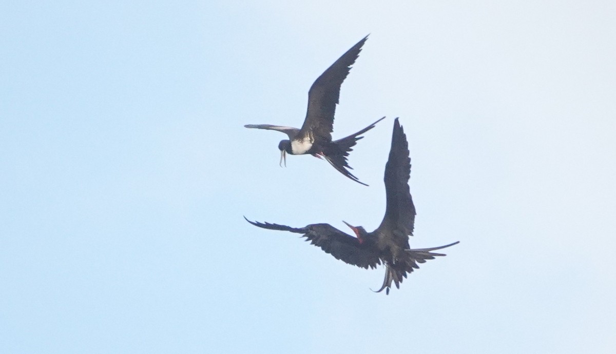 Magnificent Frigatebird - ML646918858