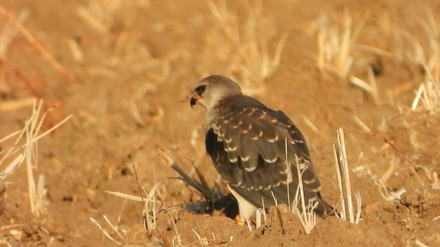 黑翅鳶 - ML646918861