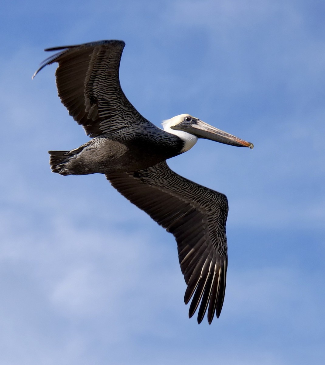 Brown Pelican - ML646918866