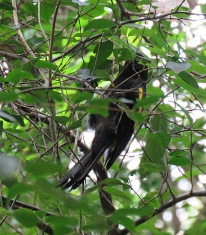 Golden-winged Cacique - ML646918867